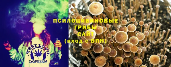 ПСИЛОЦИБИНОВЫЕ ГРИБЫ Алексин