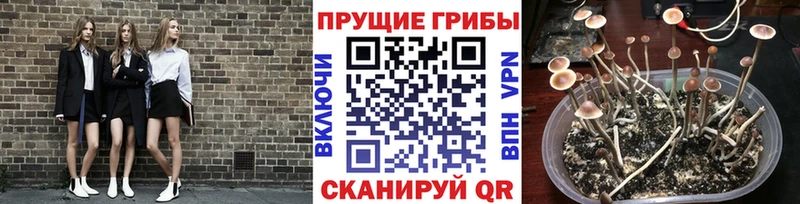 Псилоцибиновые грибы ЛСД  где купить наркоту  Безенчук 